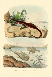 Basilic